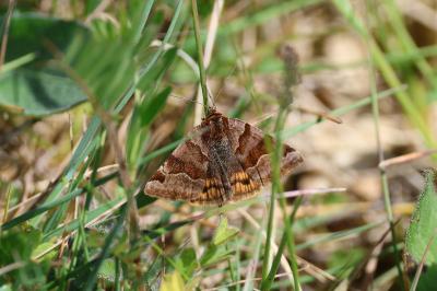 <i>Euclidia glyphica</i>