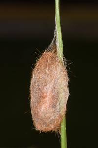 <i>Phragmatobia fuliginosa</i>