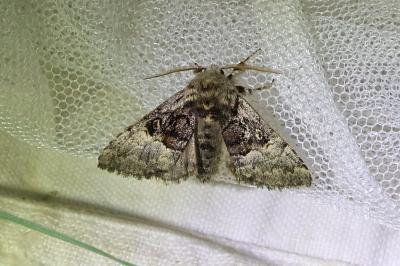 <i>Colocasia coryli</i>