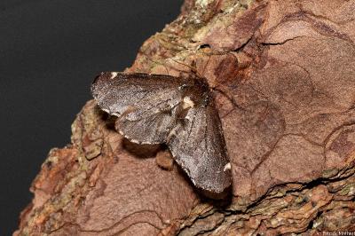 Odontosia carmelita