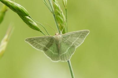 Chlorissa viridata