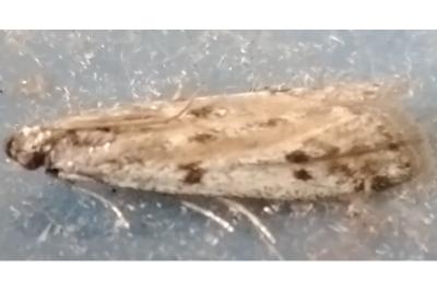 Phycitodes binaevella