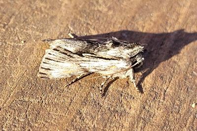 Calophasia platyptera