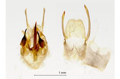 Scopula floslactata
