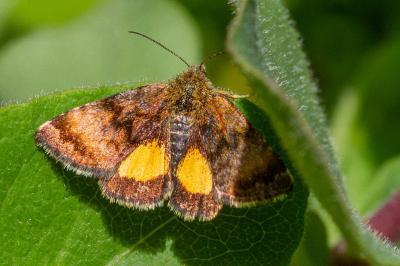 Panemeria tenebrata