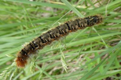 Lasiocampa quercus quercus