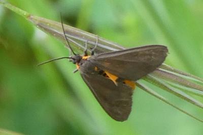 Dysauxes servula