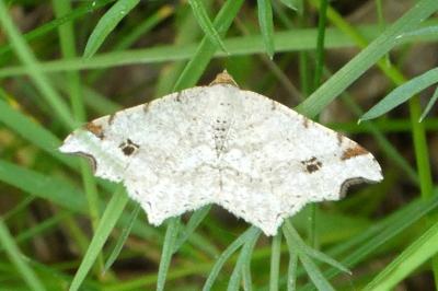 Macaria alternata