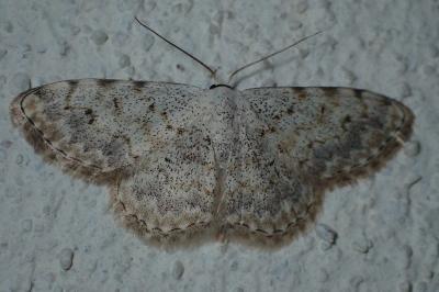 <i>Scopula submutata roseonitens</i>