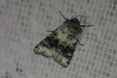 <i>Hecatera bicolorata</i>