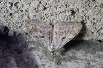 <i>Aplocera efformata</i>