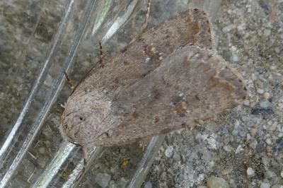 <i>Caradrina clavipalpis</i>
