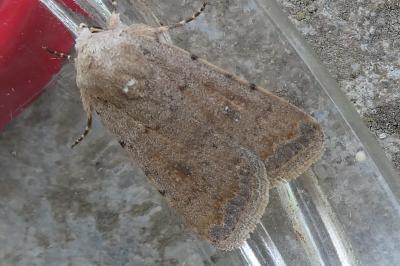 <i>Caradrina clavipalpis</i>