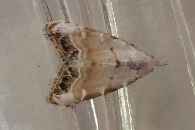 <i>Nola infantula</i>