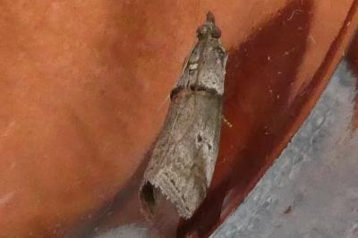 <i>Acrobasis consociella/sodalella</i>