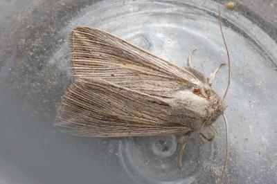 <i>Mythimna riparia</i>