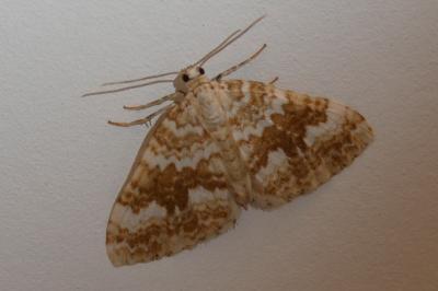 <i>Perizoma flavofasciata</i>