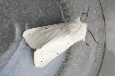 <i>Spilosoma lubricipeda</i>
