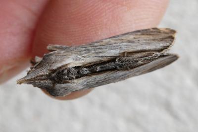 <i>Cucullia verbasci</i>