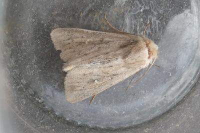 <i>Mythimna sicula</i>