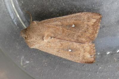 <i>Mythimna albipuncta</i>