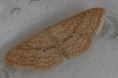 <i>Scopula minorata</i>
