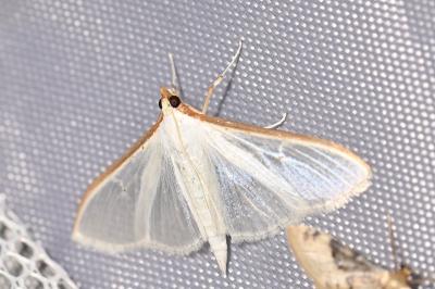 <i>Palpita vitrealis</i>