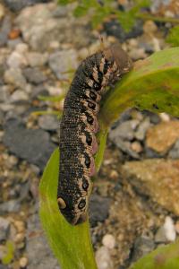 <i>Proserpinus proserpina</i>