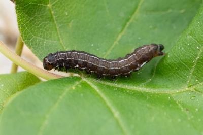 <i>Eupsilia transversa</i>
