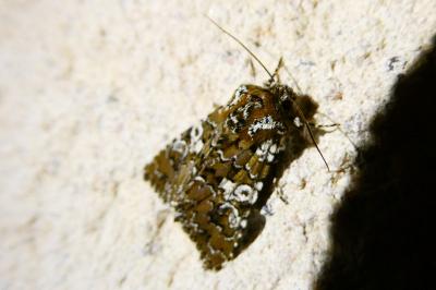 <i>Hadena albimacula</i>