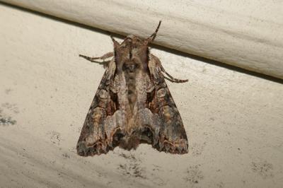 <i>Lacanobia w-latinum</i>