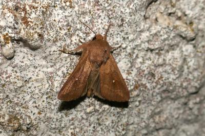 <i>Mythimna albipuncta</i>