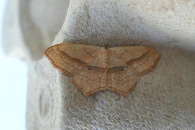 <i>Scopula imitaria</i>