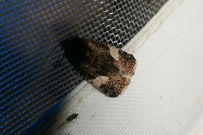 <i>Tyta luctuosa</i>