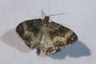 <i>Epirrhoe alternata</i>
