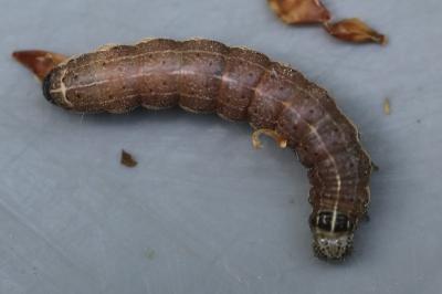 <i>Orthosia cruda</i>