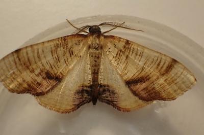 <i>Plagodis dolabraria</i>