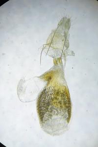 <i>Eupithecia tripunctaria</i>
