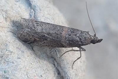 <i>Acrobasis obliqua</i>