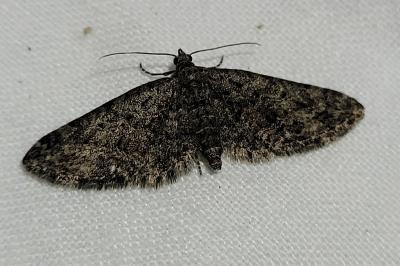 <i>Eupithecia cocciferata</i>