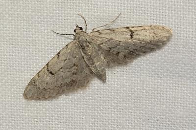 <i>Eupithecia distinctaria</i>