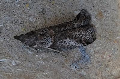<i>Acrobasis</i>