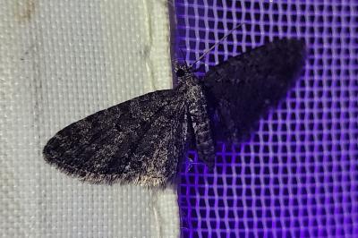 <i>Eupithecia cocciferata</i>