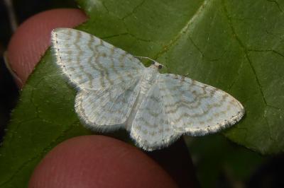 <i>Asthena albulata</i>