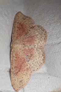 <i>Cyclophora porata</i>