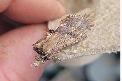<i>Pterostoma palpina</i>