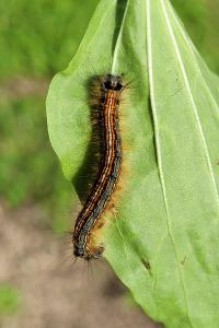 <i>Malacosoma neustria</i>