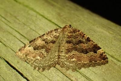 <i>Triphosa dubitata</i>