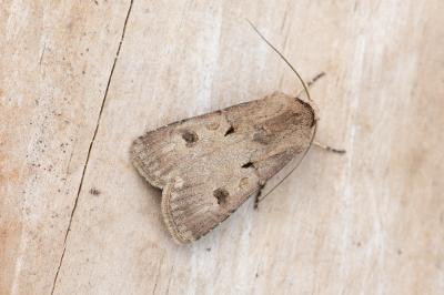 <i>Agrotis exclamationis exclamationis</i>