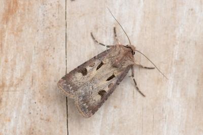 <i>Agrotis exclamationis exclamationis</i>